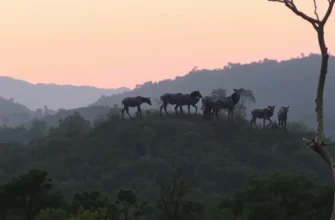 Nature Reclaimed: A Guide to Sterling Rewild Sariska and Global Conservation Efforts