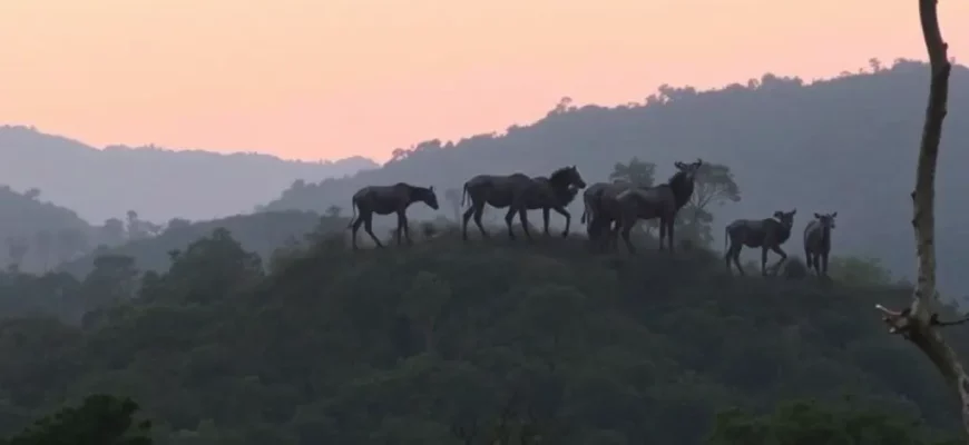 Nature Reclaimed: A Guide to Sterling Rewild Sariska and Global Conservation Efforts