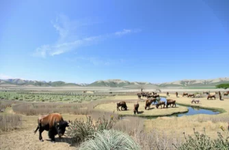 A vast, open ranch landscape with native grasses and wildflowers, showcasing a variety of wildlife such as bison, elk, and prairie dogs. A small herd of bison grazing peacefully in the foreground, with a backdrop of rolling hills and a clear blue sky. A few scattered trees and a small creek running through the scene, emphasizing the natural beauty and biodiversity of the restored ecosystem.