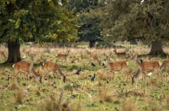 A serene landscape showcasing the Knepp Wildland in England, with diverse wildlife such as deer, birds, and insects thriving in a natural habitat. The scene should include lush greenery, open meadows, and a sense of tranquility and biodiversity.