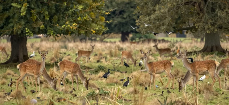 A serene landscape showcasing the Knepp Wildland in England, with diverse wildlife such as deer, birds, and insects thriving in a natural habitat. The scene should include lush greenery, open meadows, and a sense of tranquility and biodiversity.
