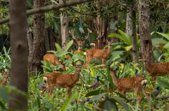 A lush, vibrant forest teeming with diverse wildlife – deer, birds, and other animals – thriving in a healthy ecosystem. Focus on the interconnectedness of the plants and animals, showcasing the forest's ability to absorb carbon dioxide and support biodiversity. Sunlight filters through the canopy, illuminating the scene.