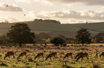 A sweeping panoramic view of the Sussex countryside being rewilded, featuring native trees, deer, birds in flight, and restored wetlands, with a hopeful sunrise over rolling hills